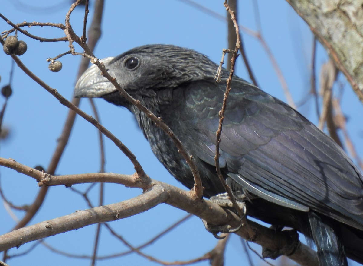 Groove-billed Ani - ML514719241