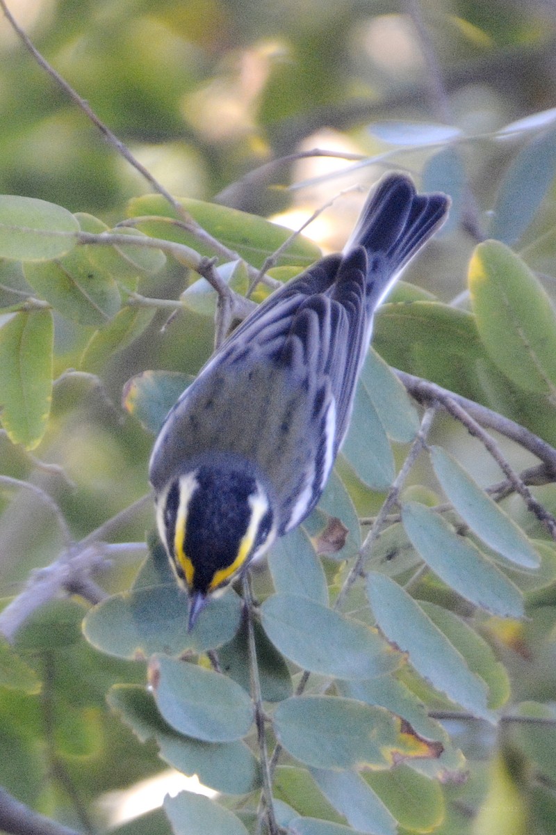 new world warbler sp. - ML514719831