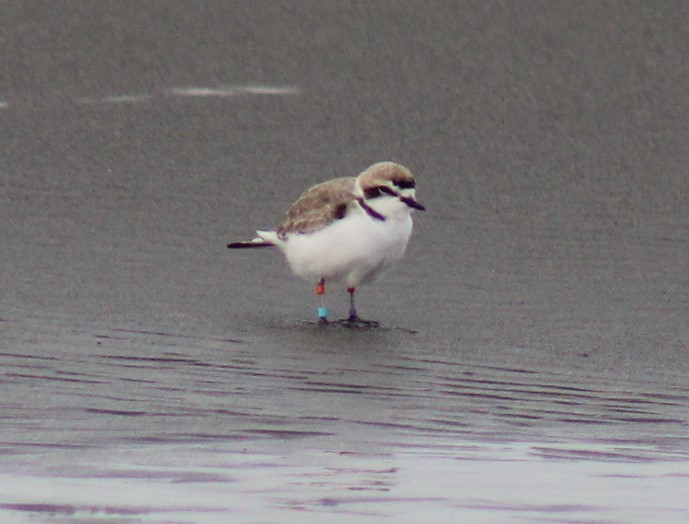 Snowy Plover - ML514720651