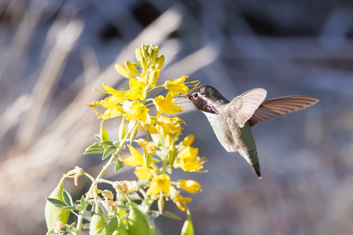 Costa's Hummingbird - Roxanne Evans