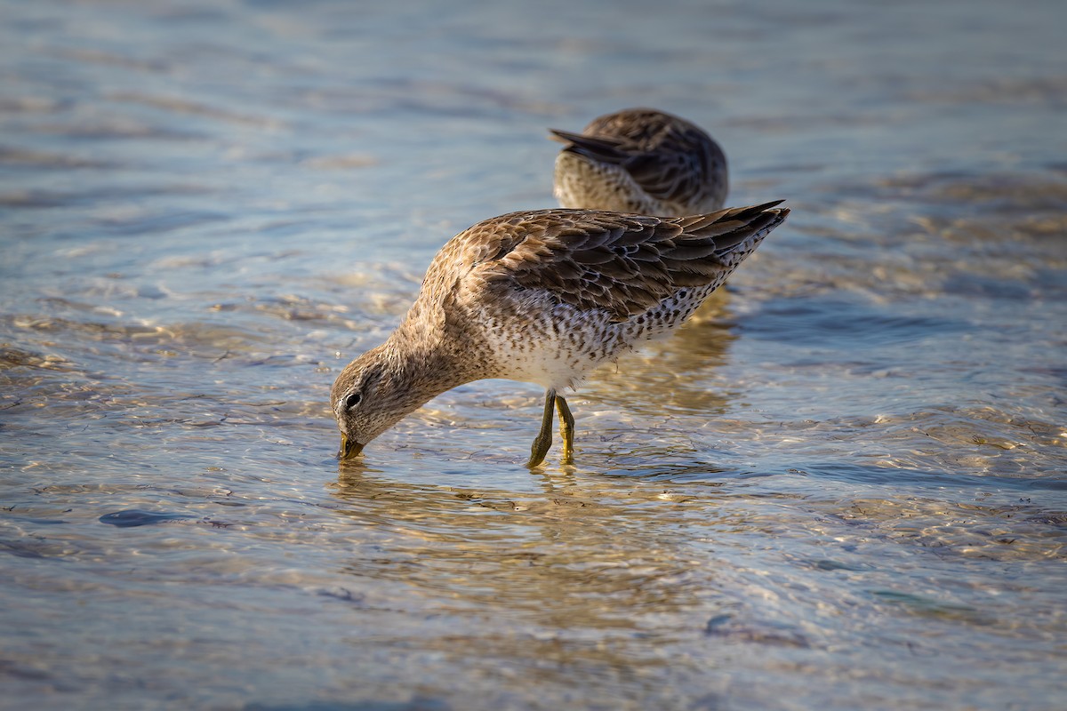 Long-billed Dowitcher - ML514721571