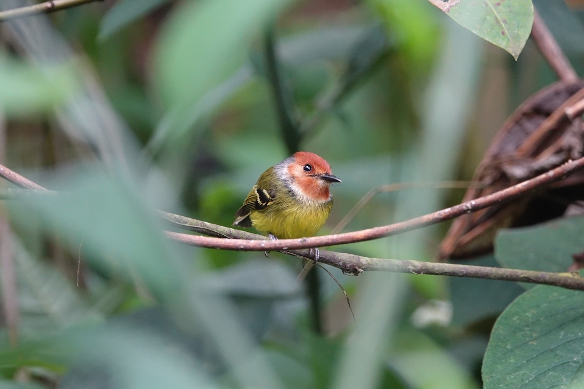 Rufous-crowned Tody-Flycatcher - Daniel Pacheco Osorio