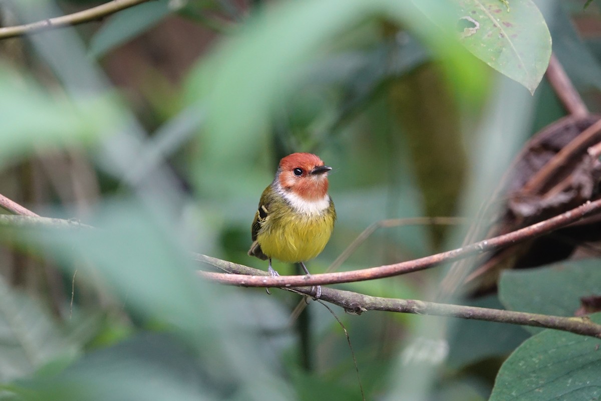 Rufous-crowned Tody-Flycatcher - ML514721991