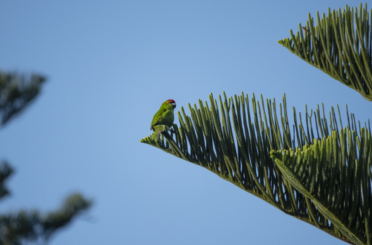 Norfolk Island Parakeet - Simon Gorta