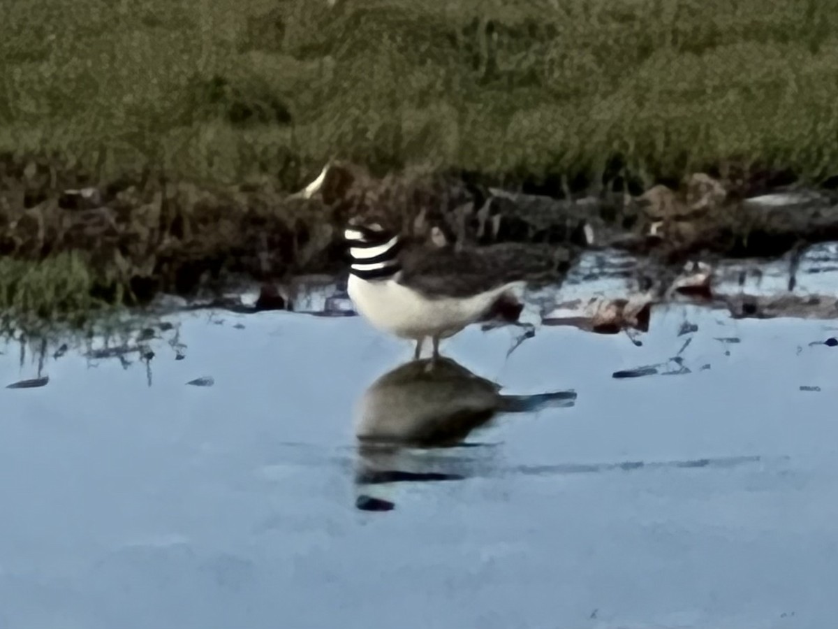 Killdeer - ML514723841