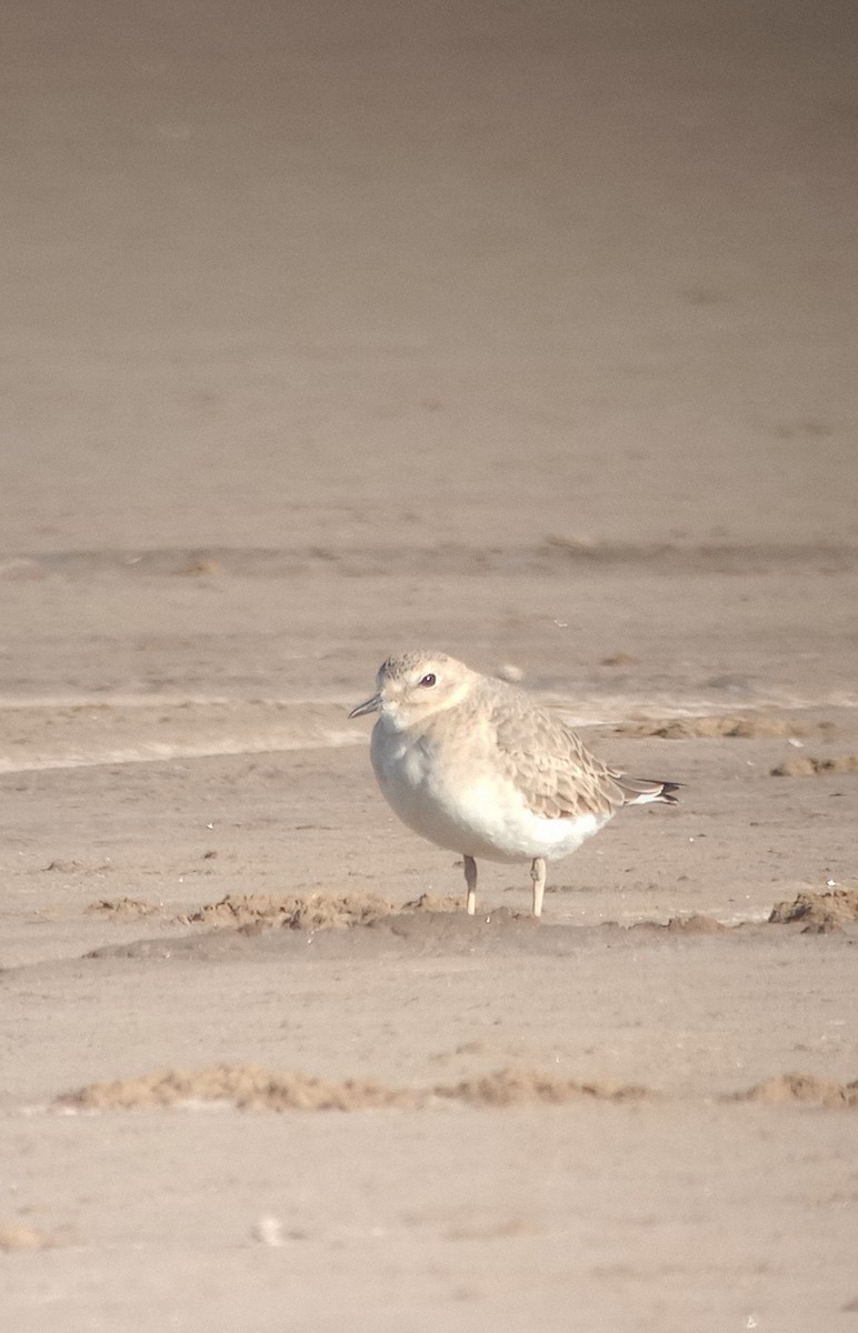 Mountain Plover - ML514726871