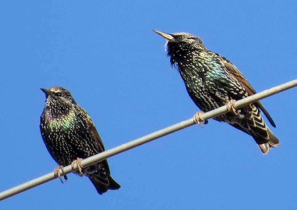 European Starling - ML514726901