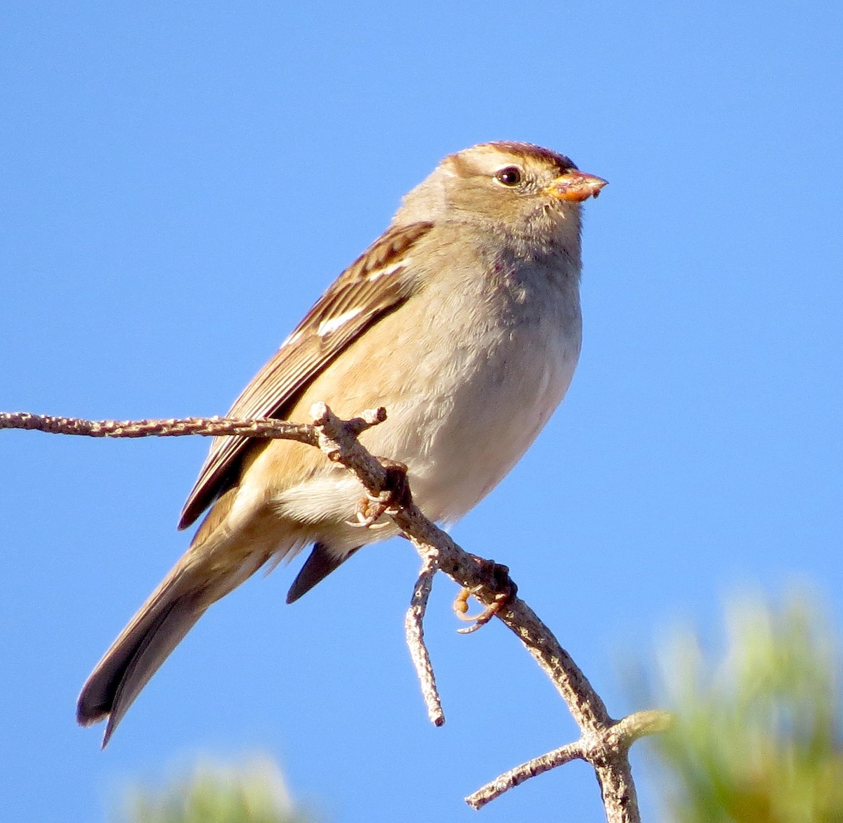 White-crowned Sparrow - Jamie Simmons