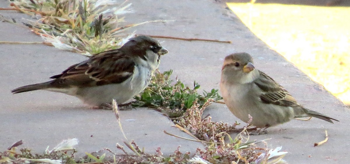 House Sparrow - ML514726971