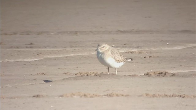 Mountain Plover - ML514726981