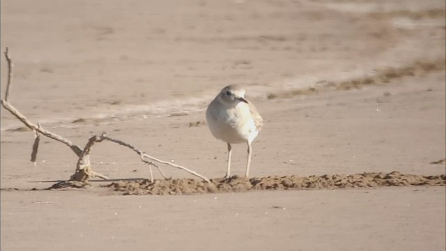 Mountain Plover - ML514726991