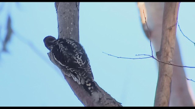 Red-breasted Sapsucker - ML514729341