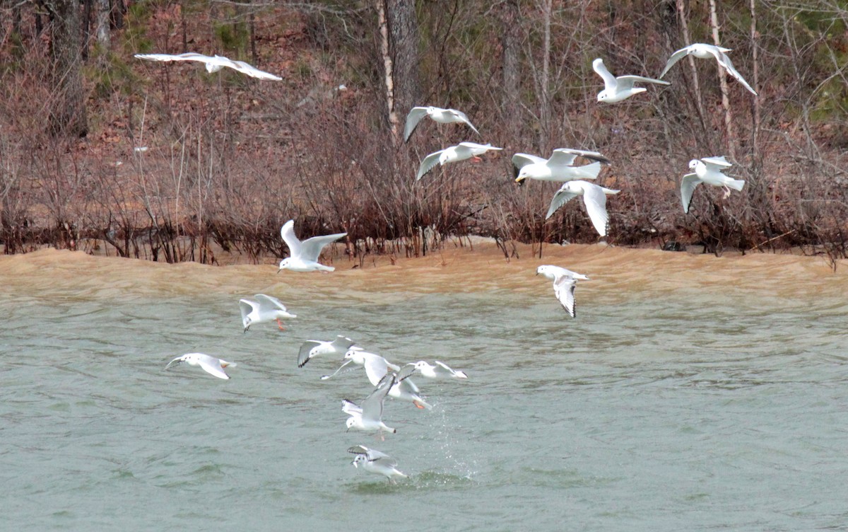 Mouette de Bonaparte - ML514731541