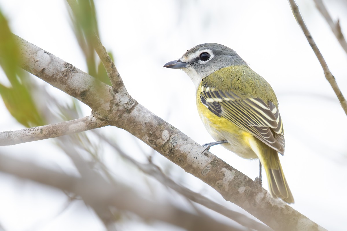 Blue-headed Vireo - Ryan Sanderson