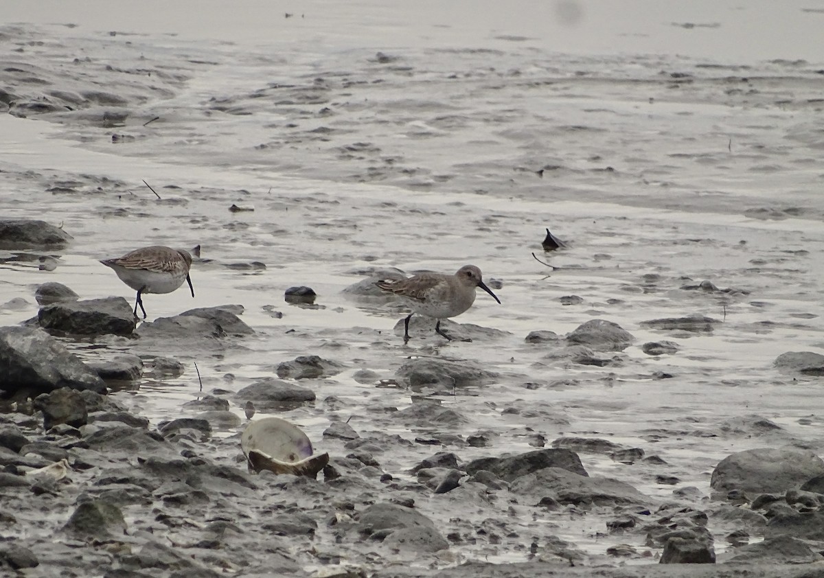 Dunlin - ML514732201