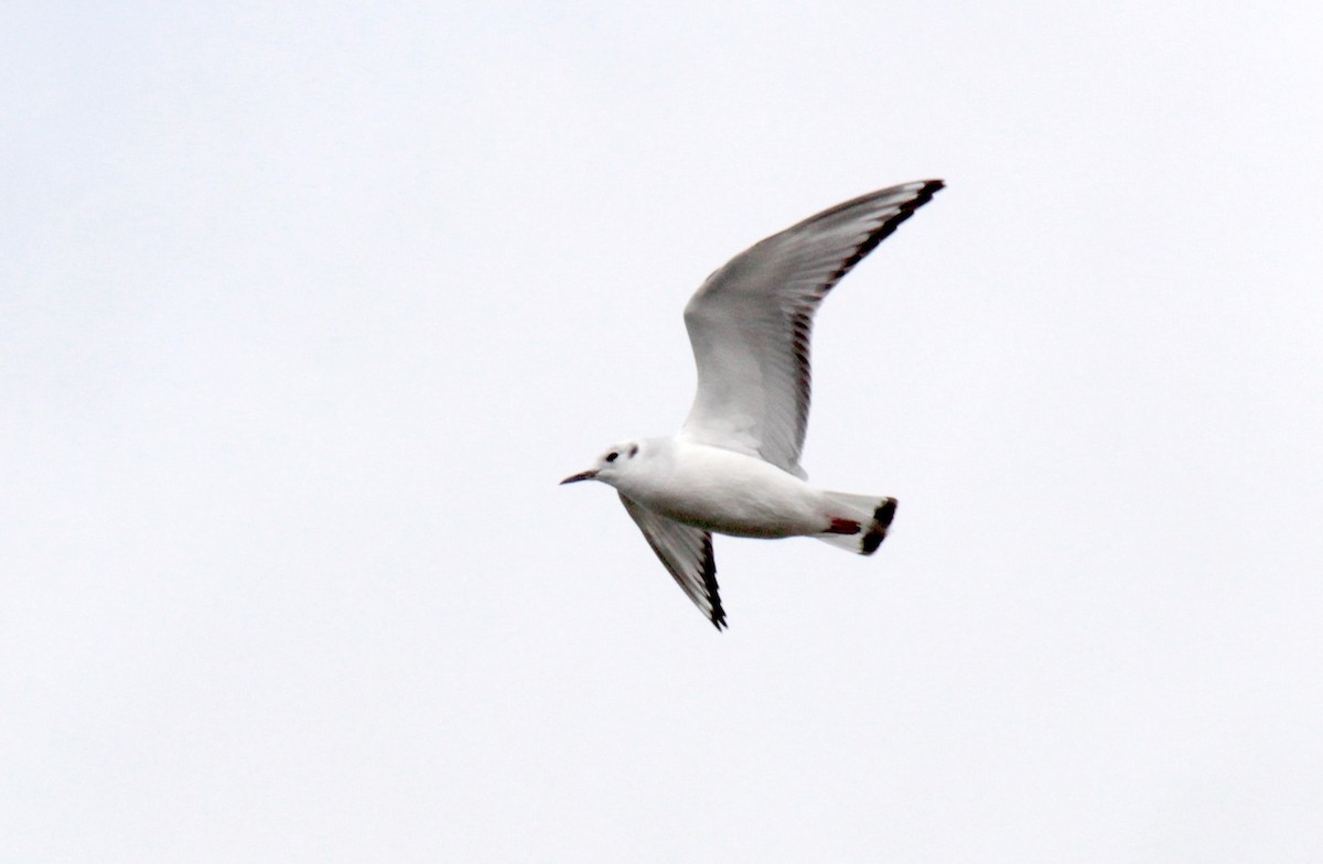 Mouette de Bonaparte - ML514732891