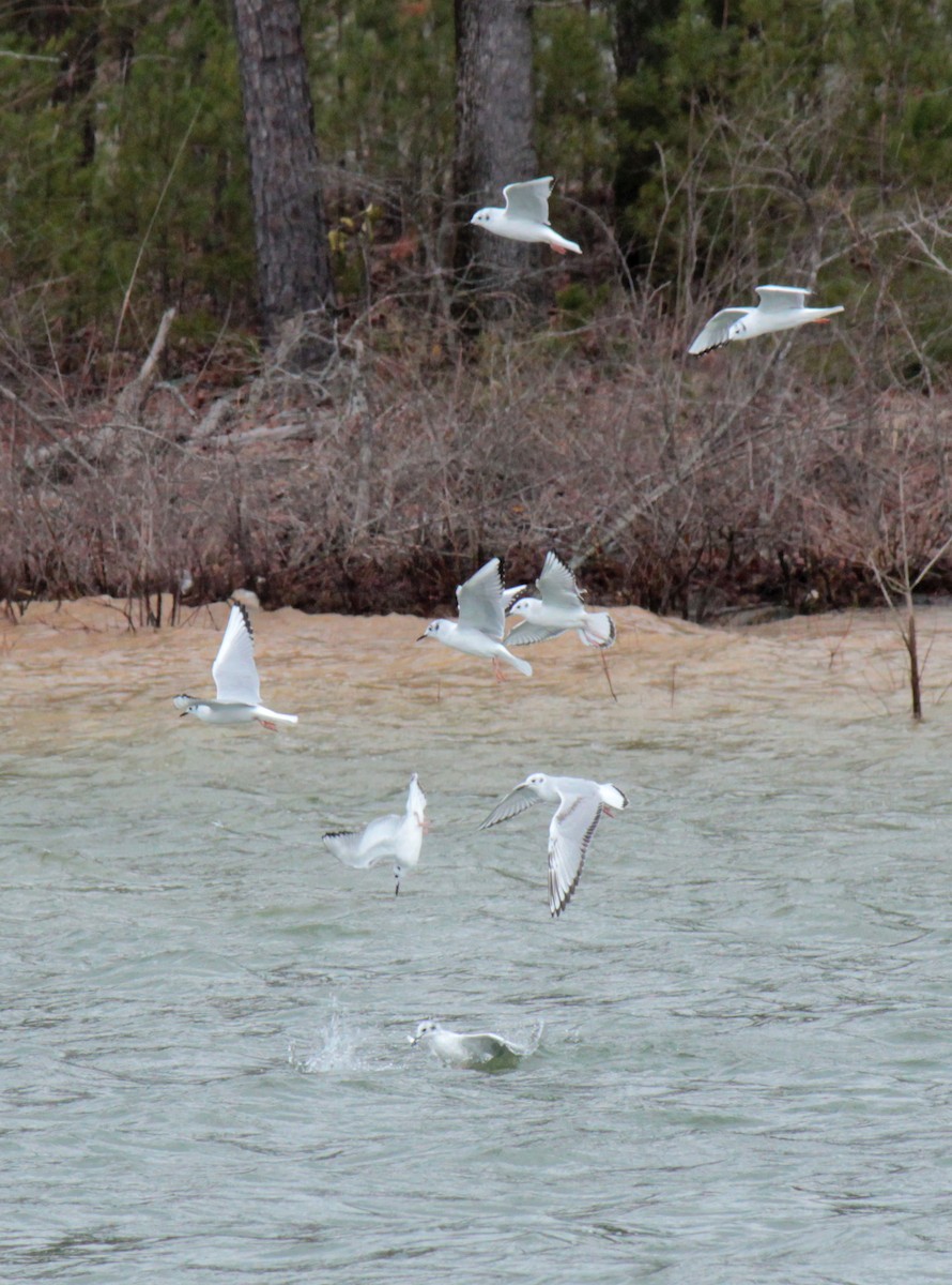 Bonaparte's Gull - ML514732901