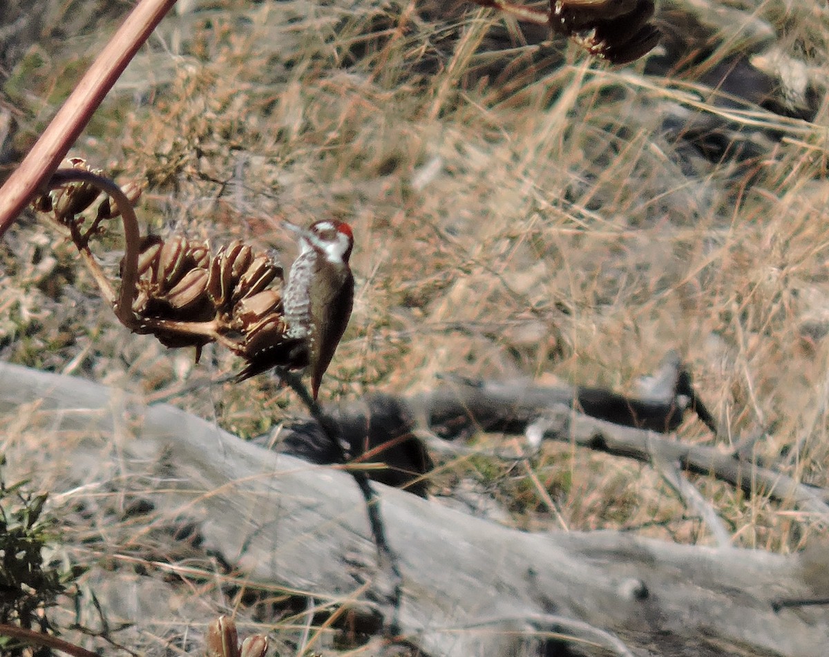 Arizona Woodpecker - ML514733431