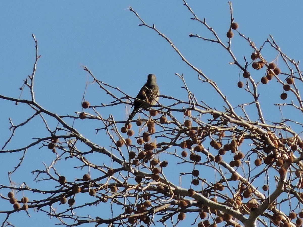 Townsend's Solitaire - ML514733521