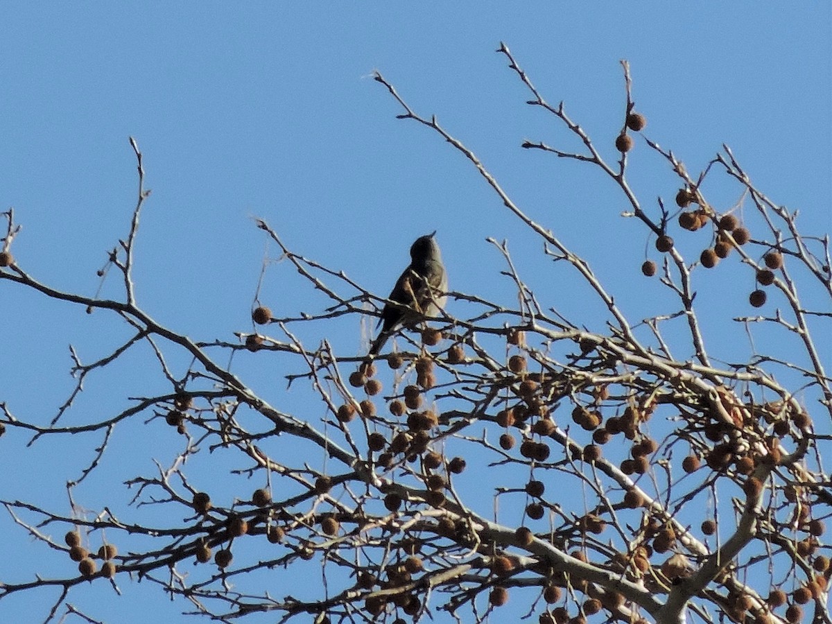 Townsend's Solitaire - ML514733551