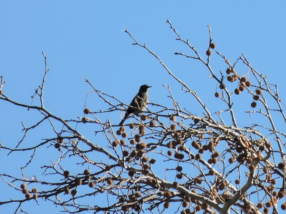 Townsend's Solitaire - ML514733561