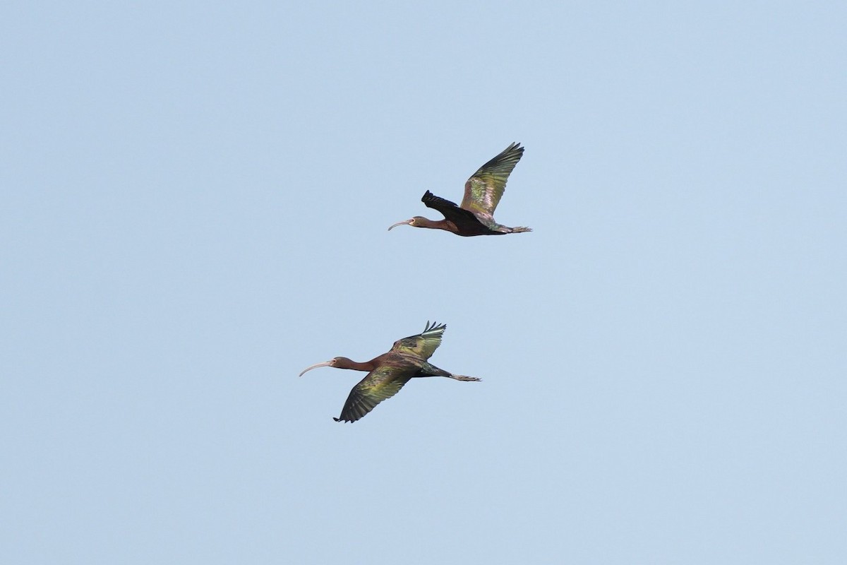 White-faced Ibis - ML514734161