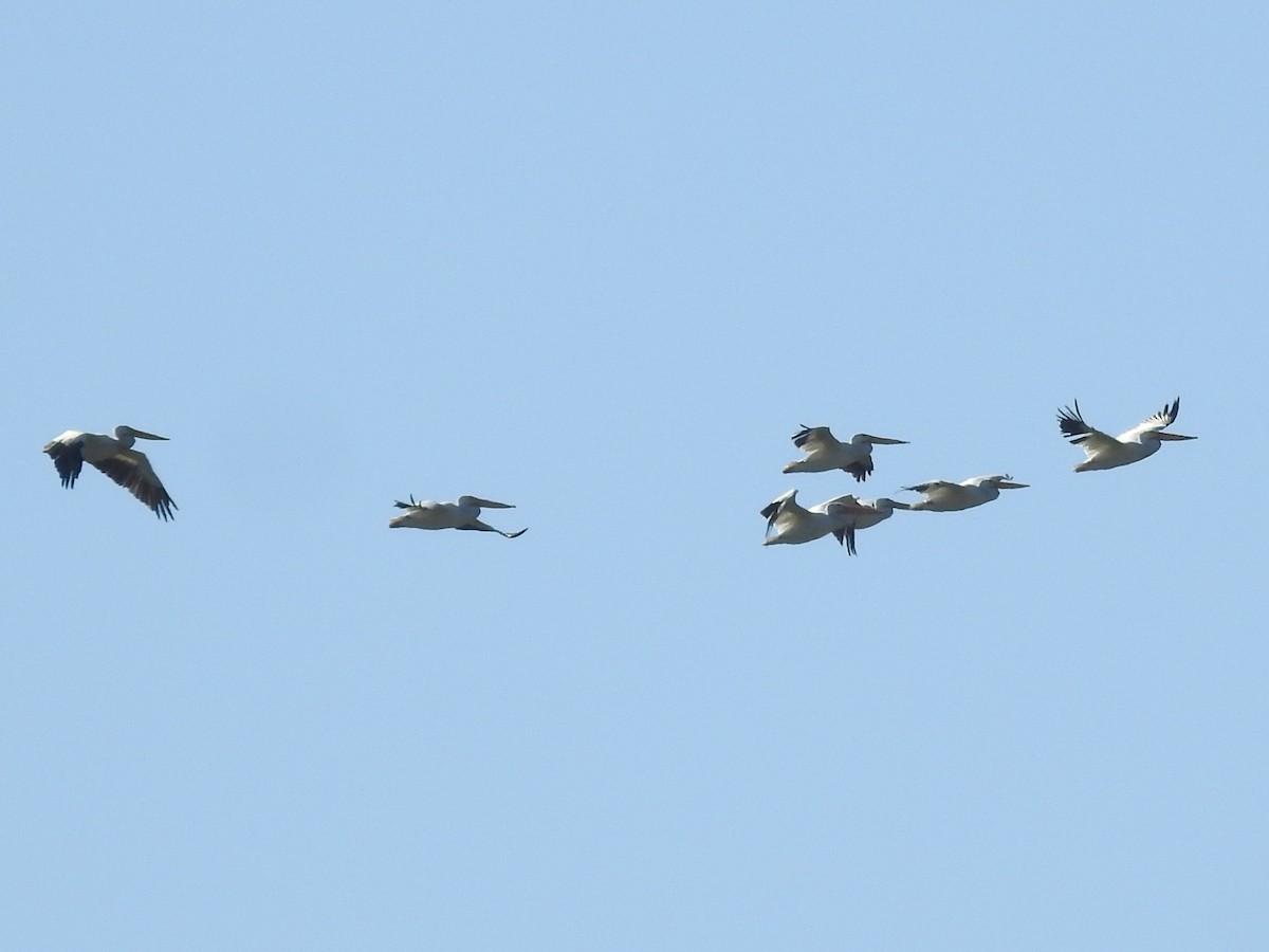 American White Pelican - ML514737061