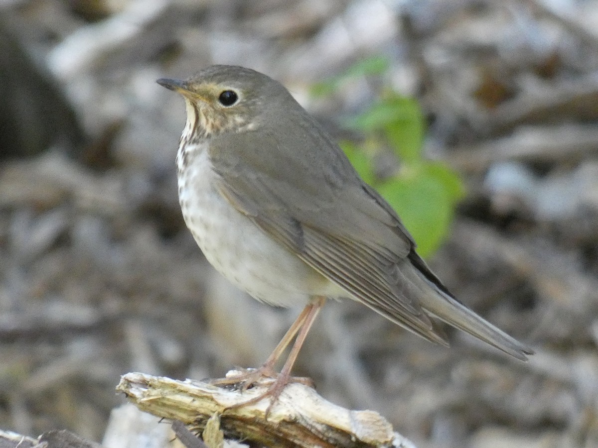 Zorzalito de Swainson - ML514737481