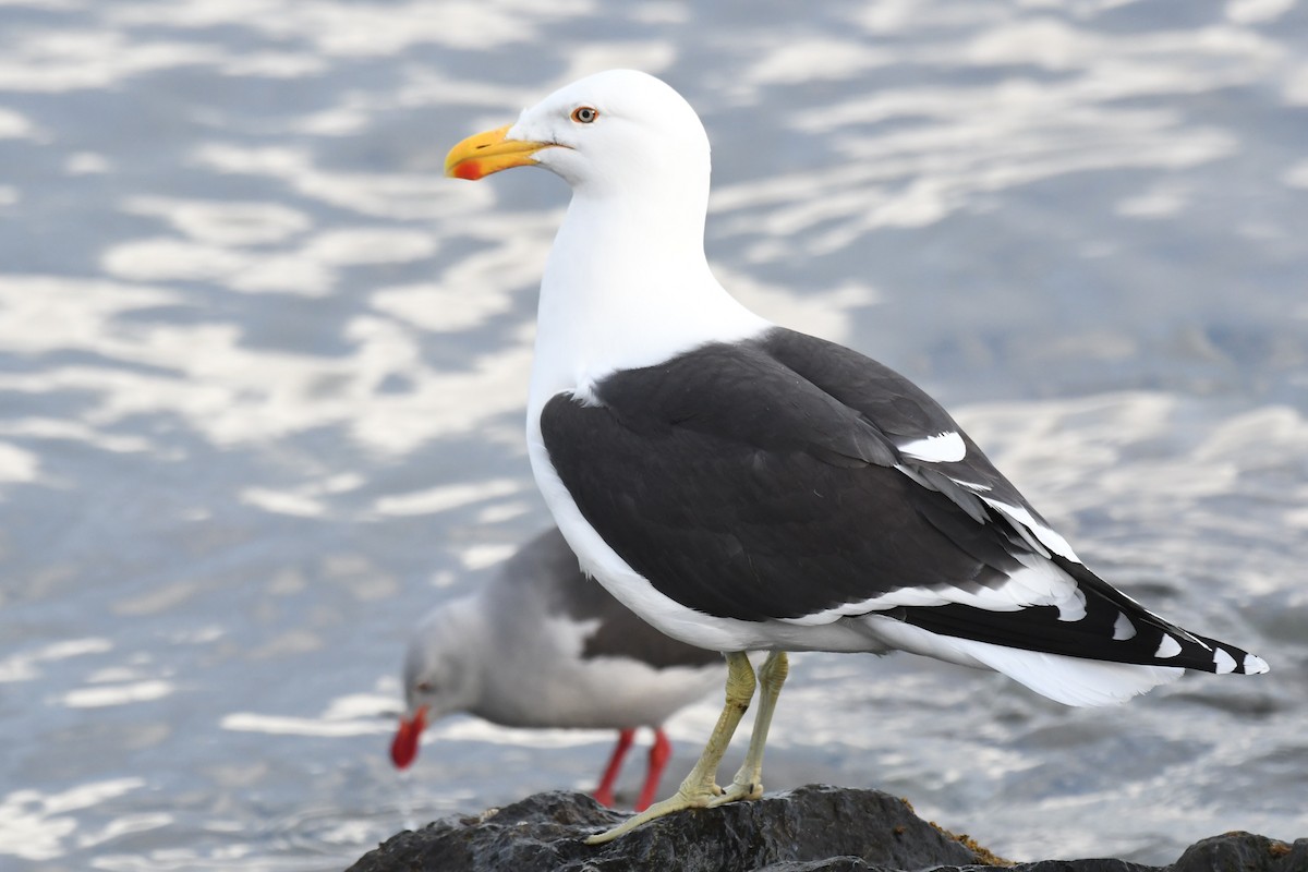 Kelp Gull - Tristan Jobin