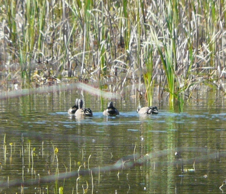 Blue-winged Teal - ML514740161