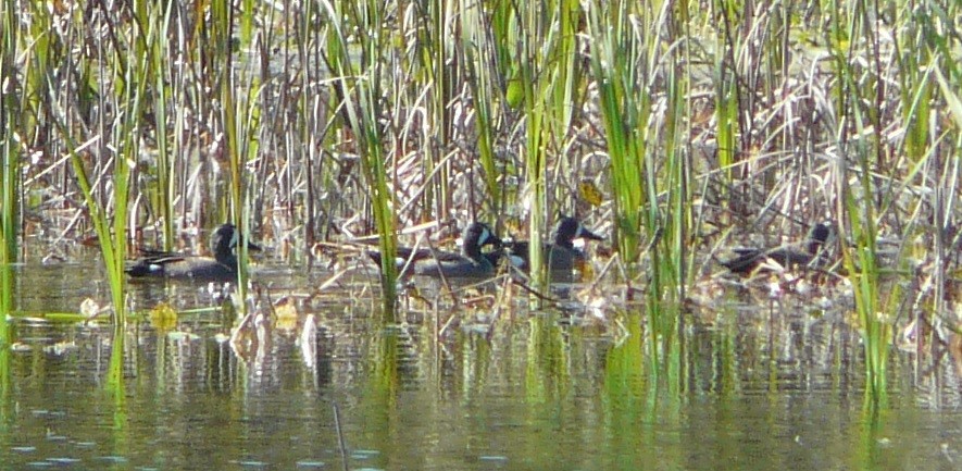 Blue-winged Teal - ML514740201