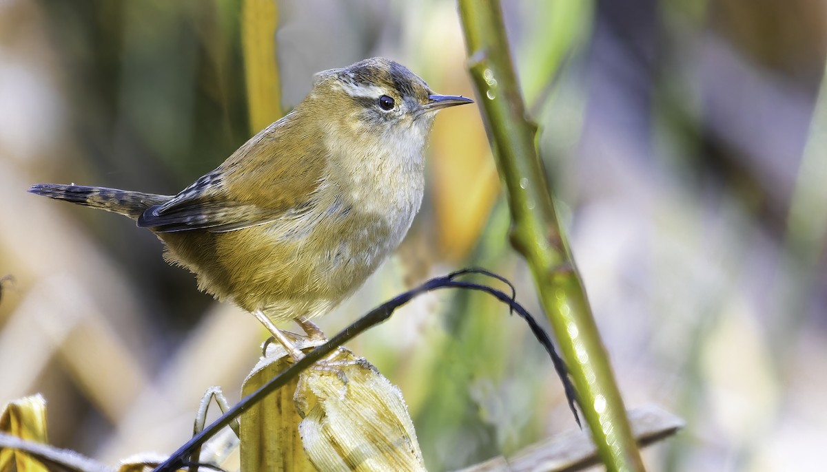 Marsh Wren - ML514740241