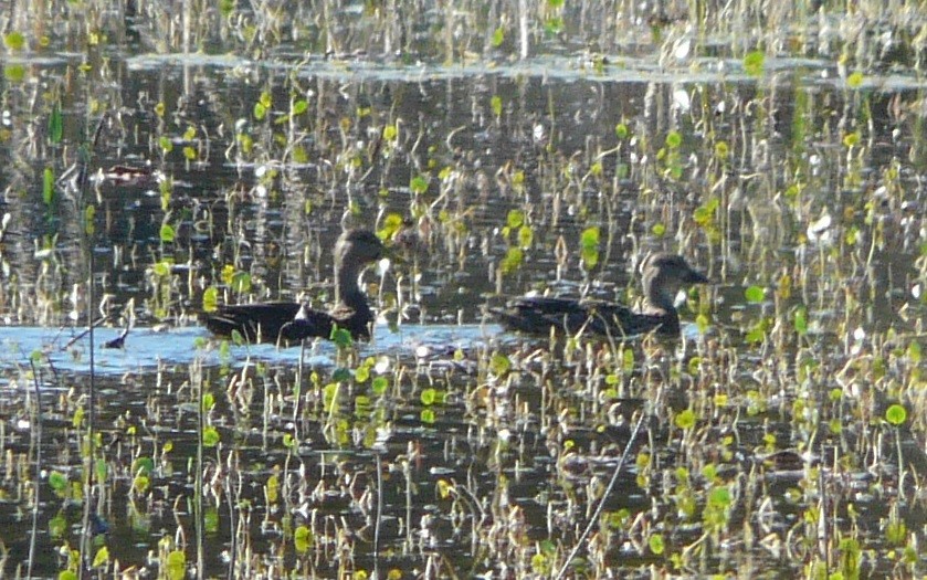 Mottled Duck - ML514740251