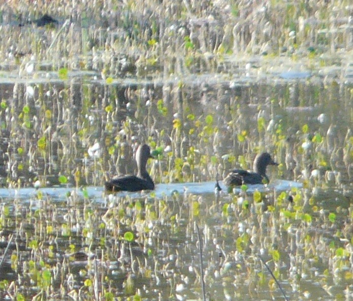 Mottled Duck - ML514740271