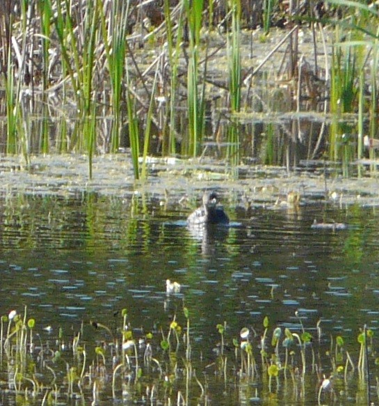 Pied-billed Grebe - ML514740321