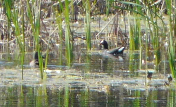 Common Gallinule - ML514740341