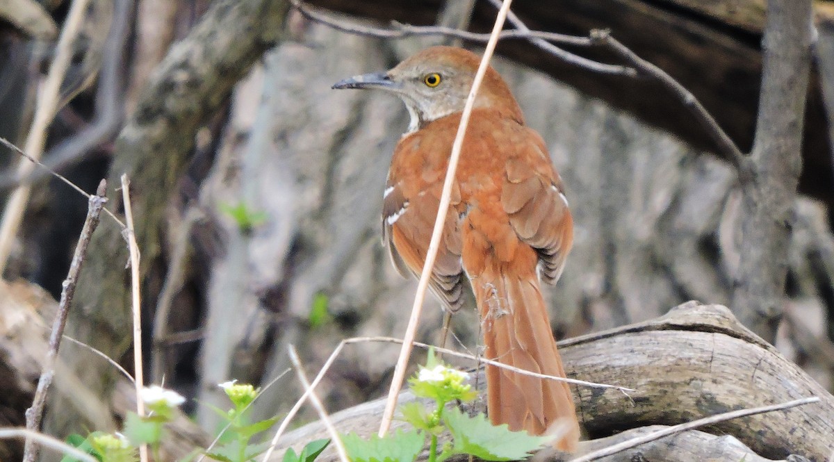 Brown Thrasher - ML514740481