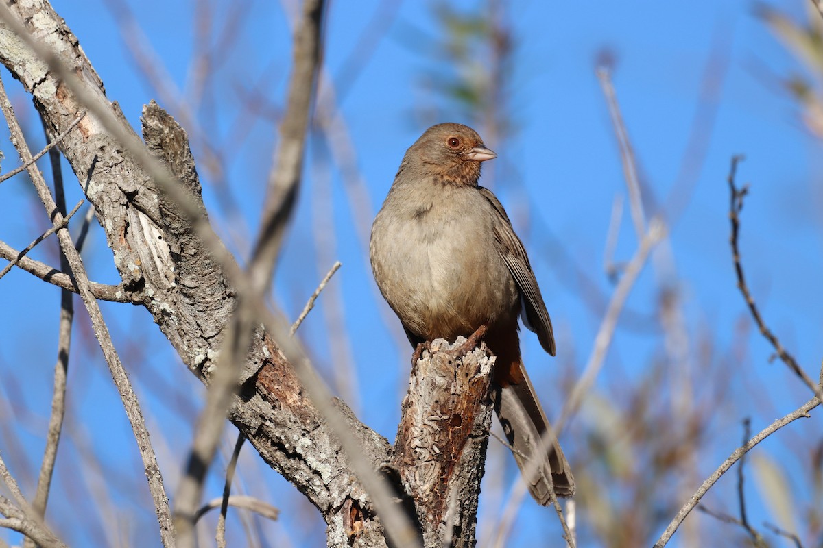 California Towhee - ML514740961