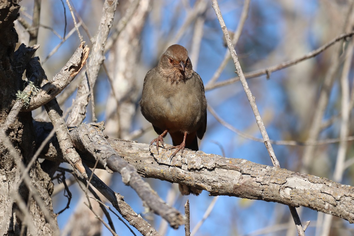 California Towhee - ML514740971