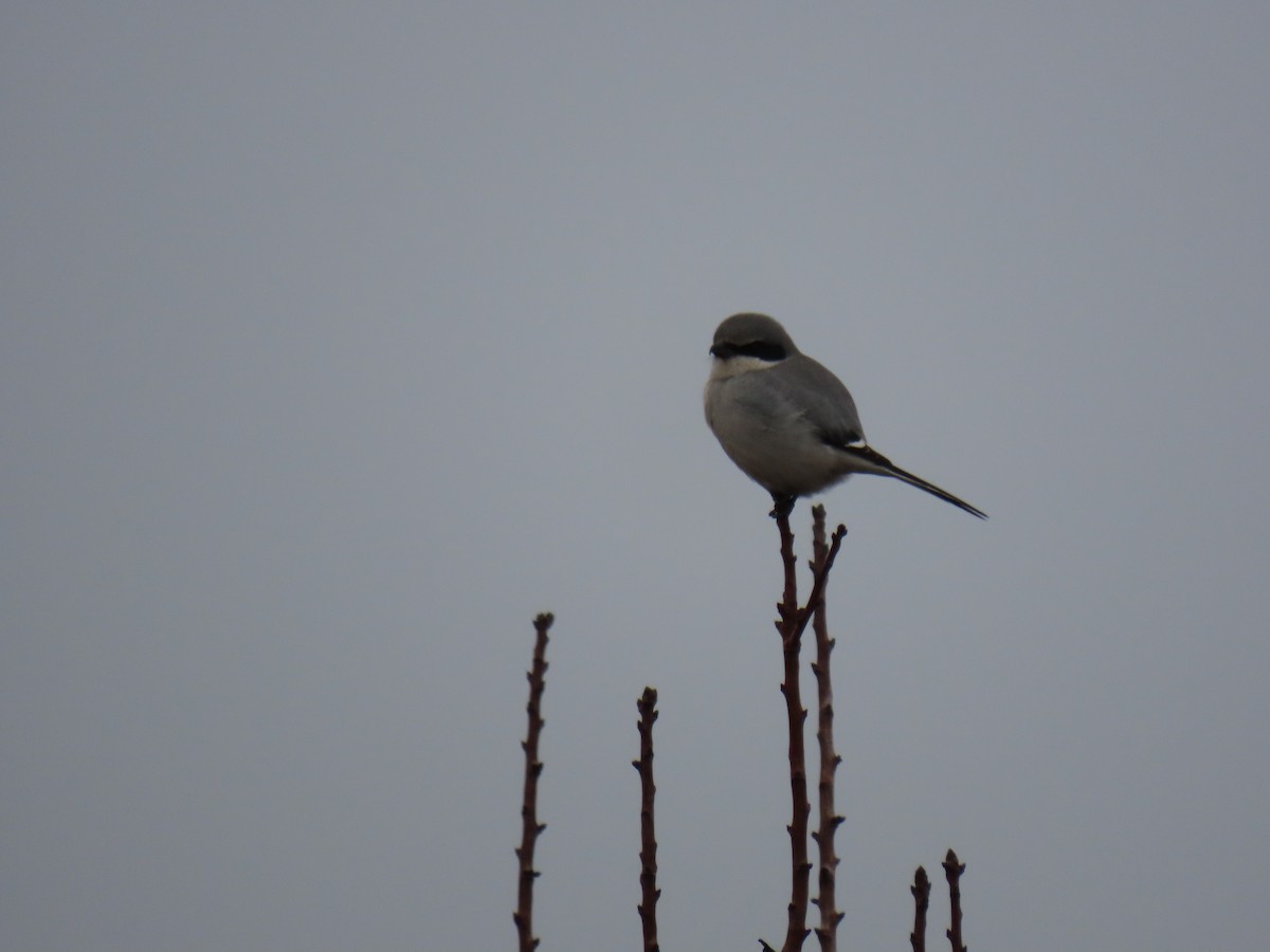 Loggerhead Shrike - ML514741071