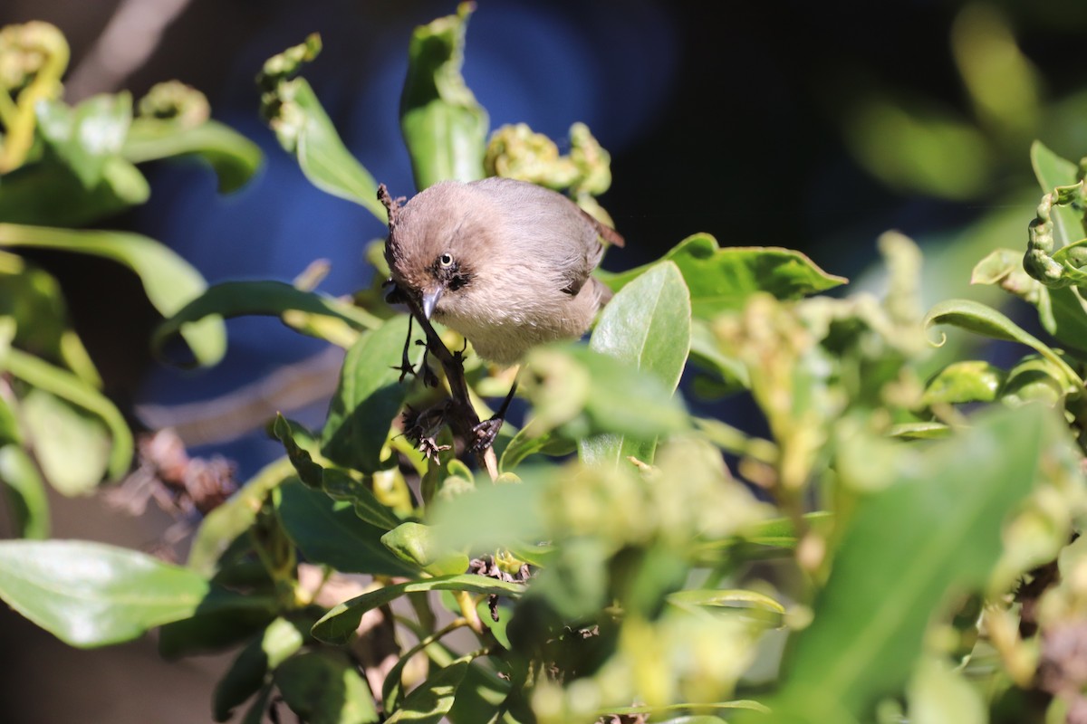 Bushtit - Louise Venne