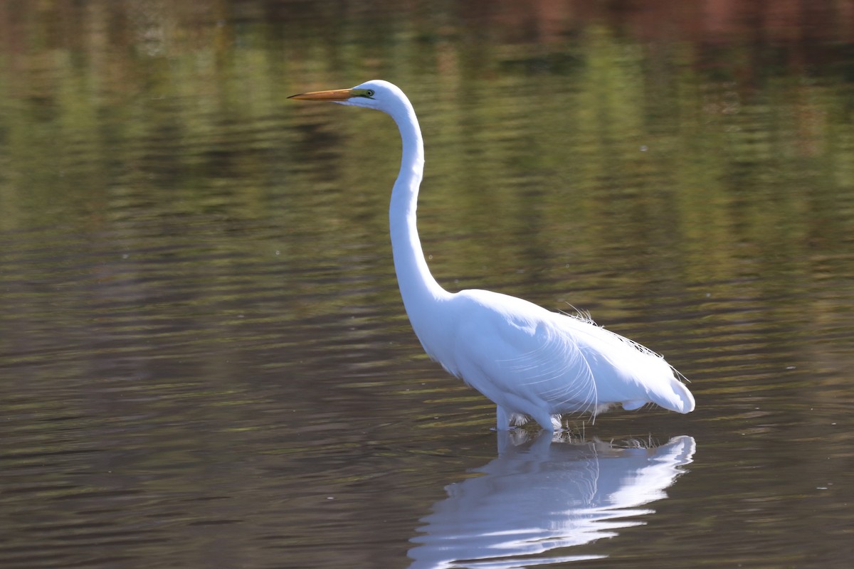 Great Egret - ML514741241