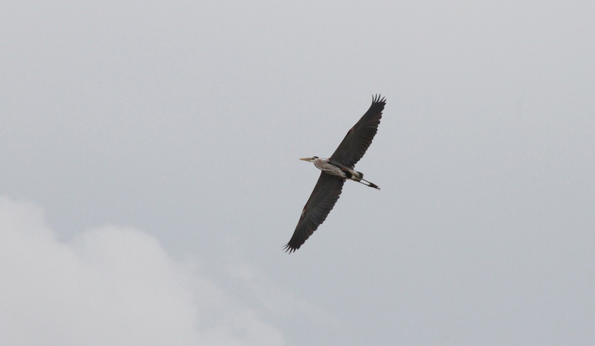 Garza Azulada - ML514742461