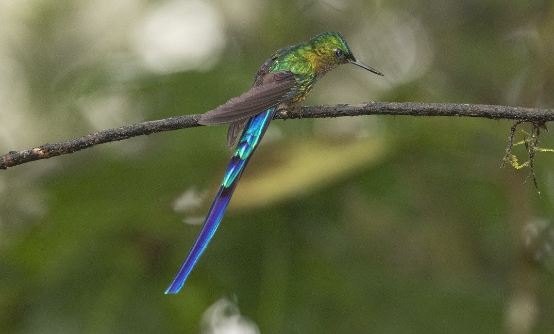 Violet-tailed Sylph - ML514743301