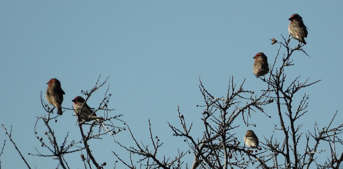 House Finch - ML514744281