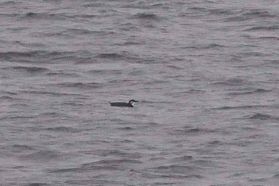 Common Murre - ML514744501