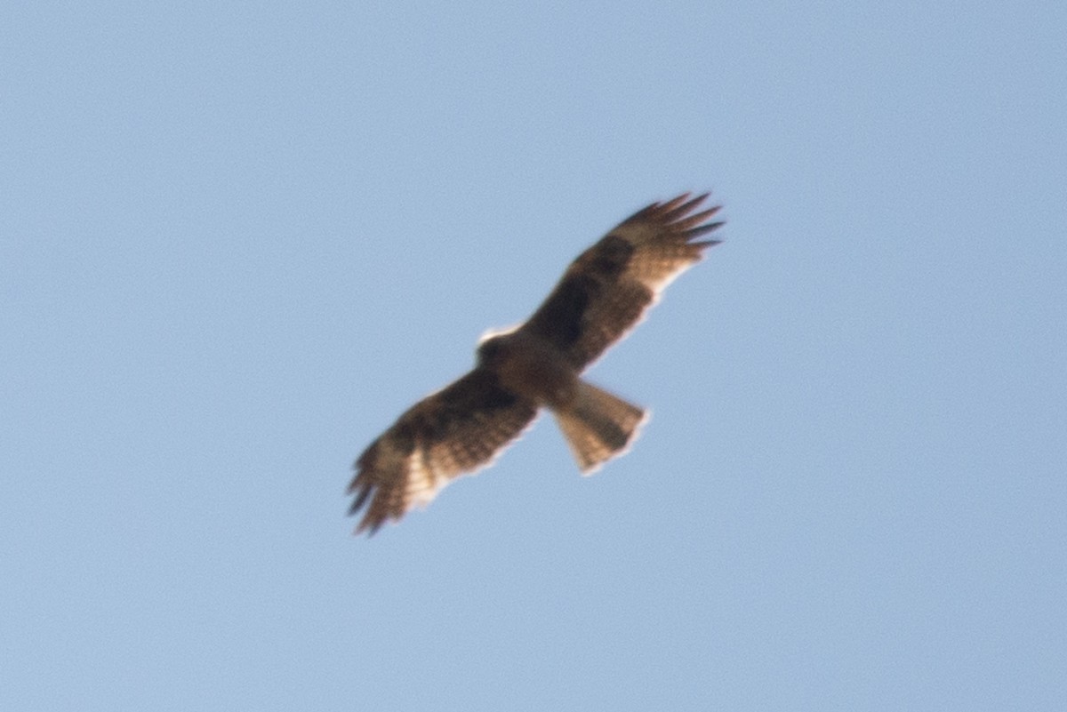 Little Eagle - ML514746511