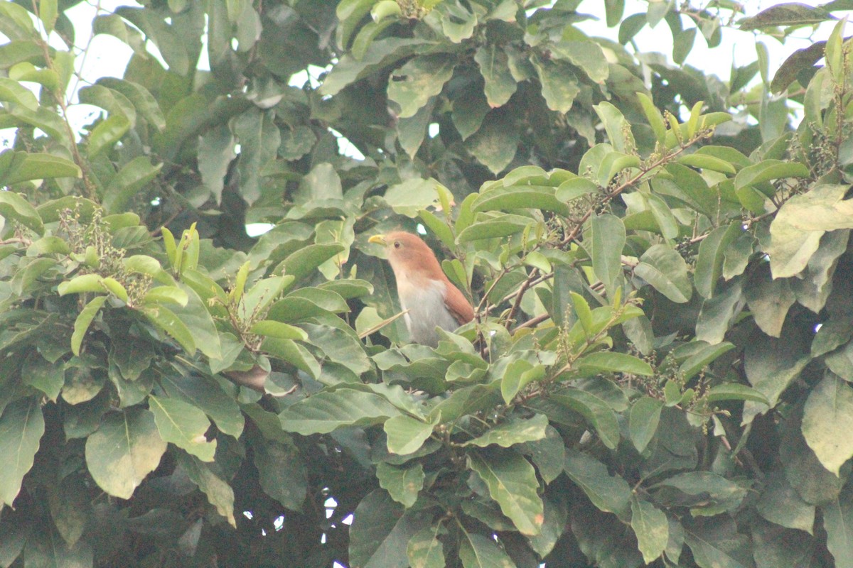 Squirrel Cuckoo - ML514746531