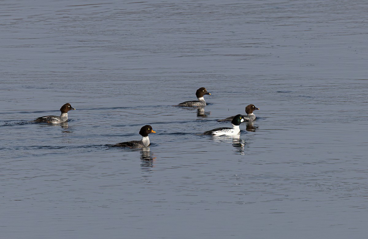 Barrow's Goldeneye - ML514746631