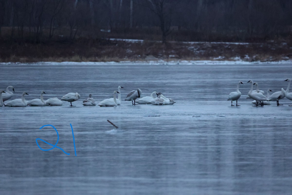 Trumpeter Swan - ML514746691